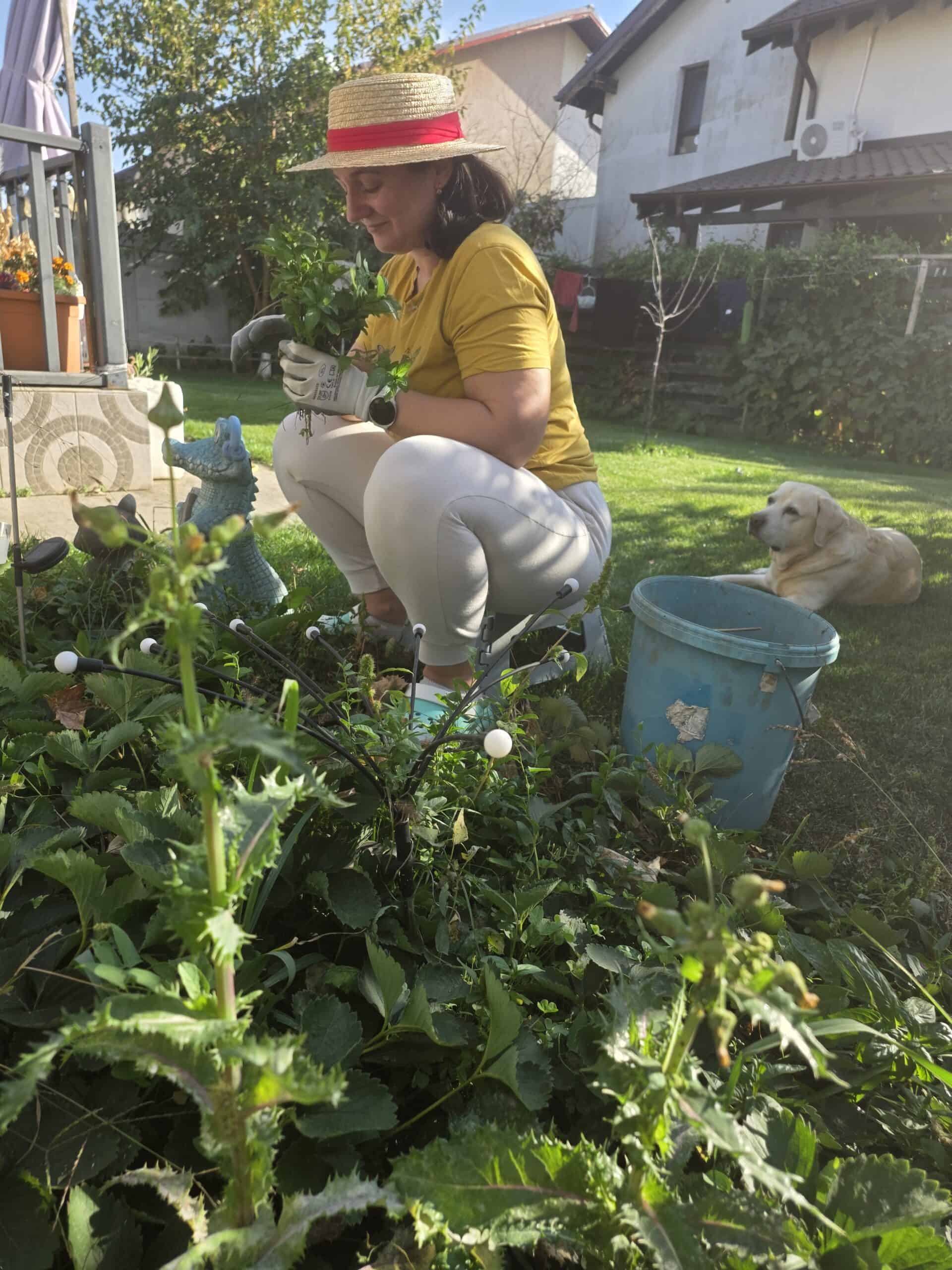 Pălămidă în grădina Silviei Ecobici, cu Silvia lucrând printre plante.